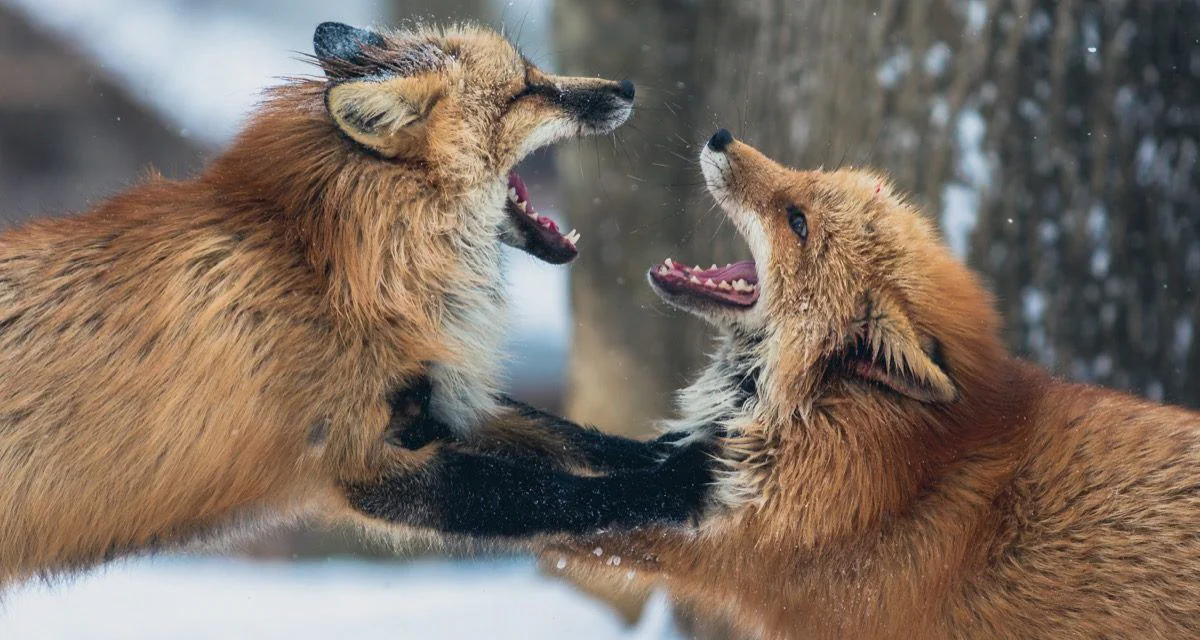 How to actually compete with other celebrants