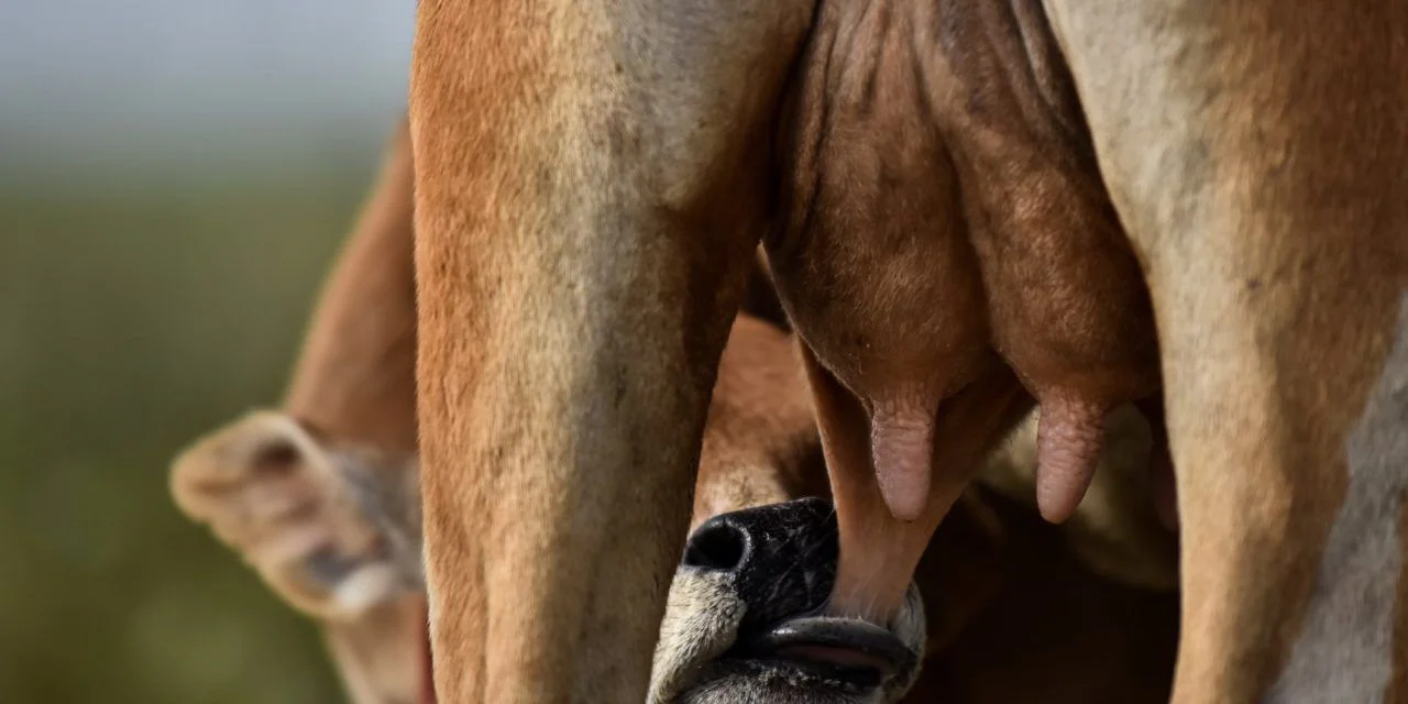 It’s time to wean ourselves off this teat