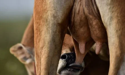 It’s time to wean ourselves off this teat