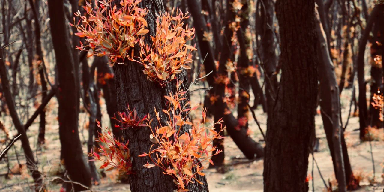 When a bushfire ravages a land