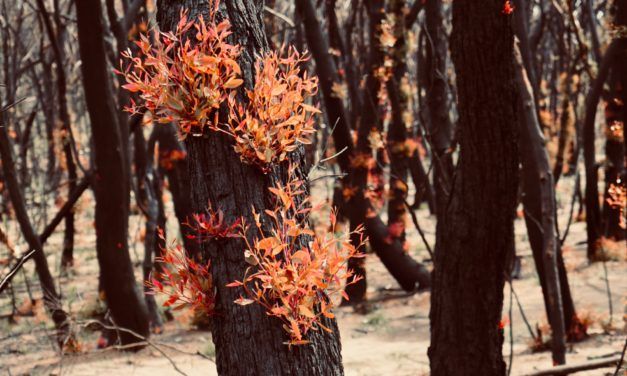 When a bushfire ravages a land